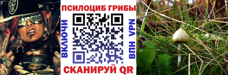Псилоцибиновые грибы Psilocybine cubensis  Высоцк 